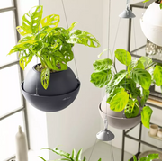 Lechuza Bola Hanging Planter